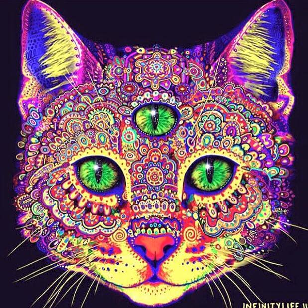 11012351_10153705557652731_8925692509853695103_n