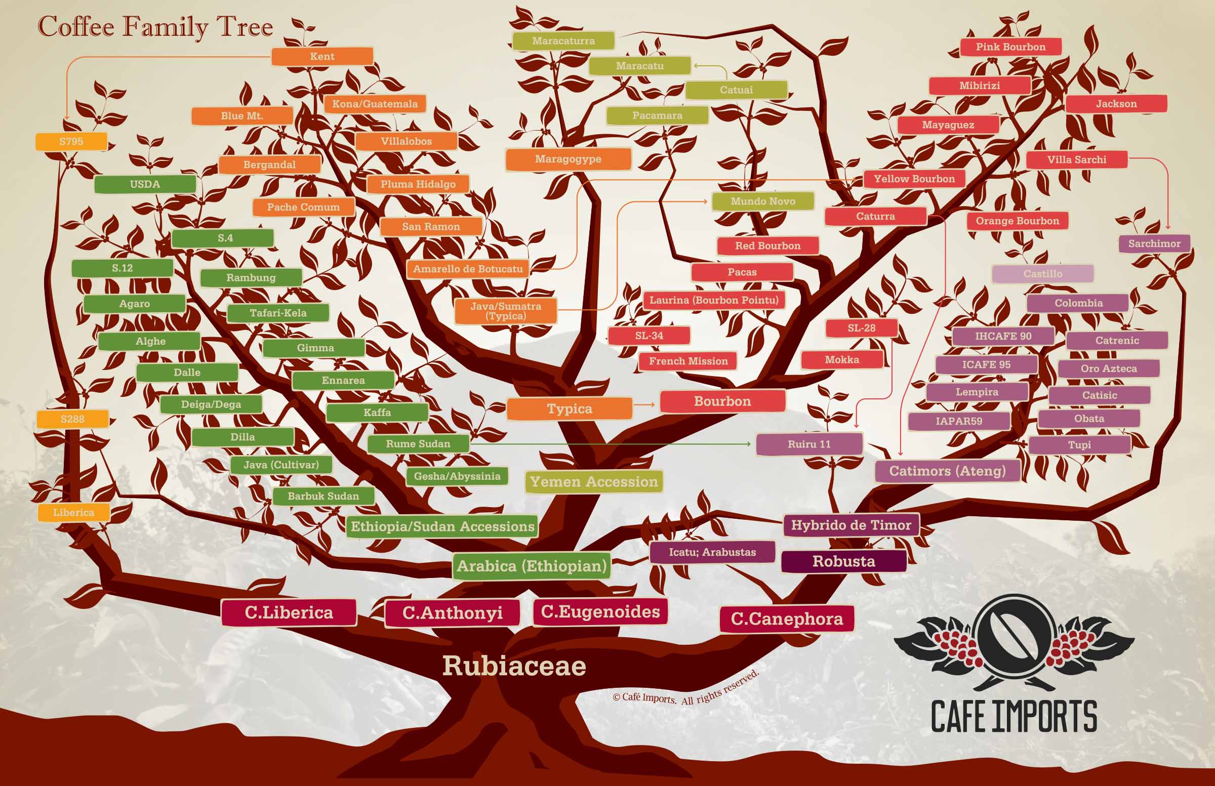 Coffee_Family_Tree_2015
